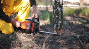 Best Tree and Shrub Care  in Harbison Nyon, CA