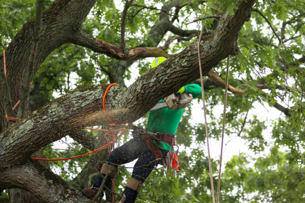 Best Tree Preservation Services  in Harbison Nyon, CA