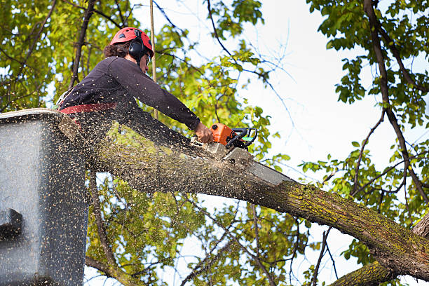 Reliable Harbison Canyon, CA Tree Removal Services Solutions