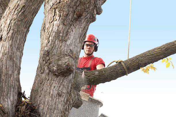 Best Emergency Tree Removal  in Harbison Nyon, CA